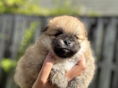 Dogs – Pacific Pines