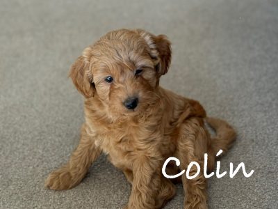 Moodle – Frankston