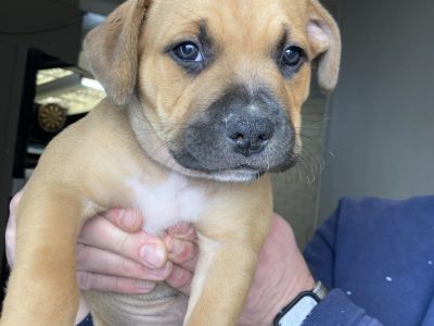 American Staffordshire Bull Terrier – Geelong