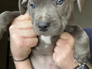 American Staffordshire Bull Terrier – Geelong