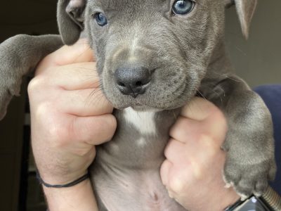 American Staffordshire Bull Terrier – Geelong