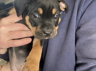 American Staffordshire Bull Terrier – Geelong