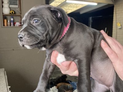 American Staffordshire Bull Terrier – Geelong