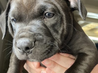 American Staffordshire Bull Terrier – Geelong