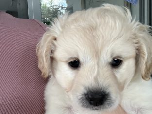 Maltese Shih Tzu – Ormeau Hills