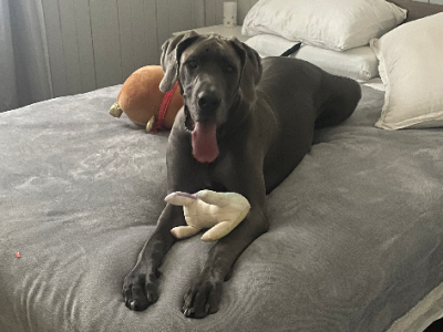 Great Dane – Dalby