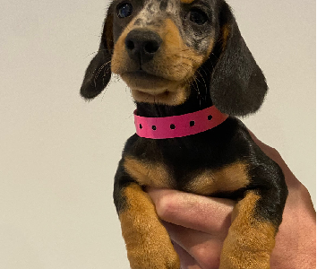 Miniature Dachshund – Wangaratta