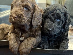 Labradoodle – Crabbes Creek