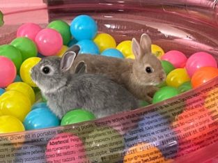 Rabbits – Pakenham