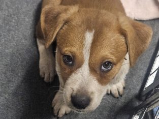 Australian Cattle Dog – Burpengary East