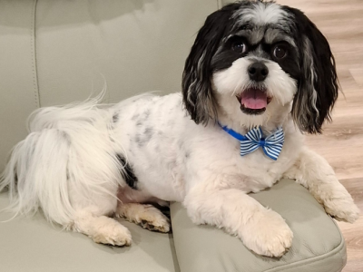 Maltese Shih Tzu – Tahmoor