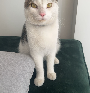 Domestic Short Hair (DSH) – Rooty Hill