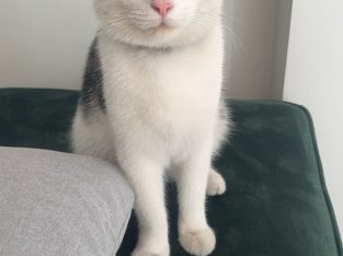 Domestic Short Hair (DSH) – Rooty Hill