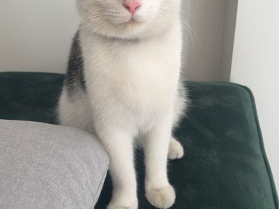 Domestic Short Hair (DSH) – Rooty Hill