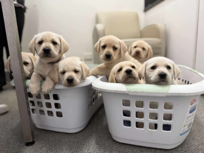 Labrador Retriever – Hamilton