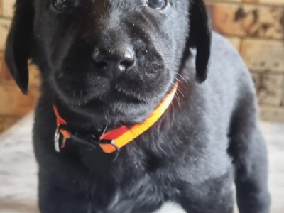 Labrador Retriever – Inverell