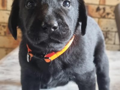 Labrador Retriever – Inverell