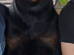 Rottweiler – Casula