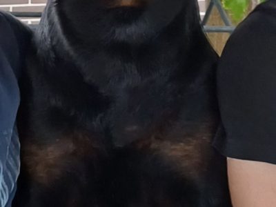 Rottweiler – Casula