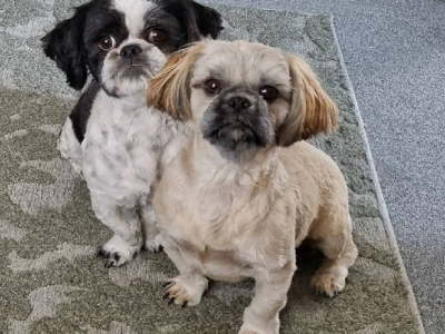 Shih Tzu – Wodonga