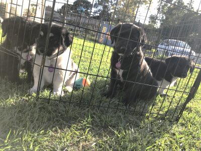 Other Dogs – Joyner