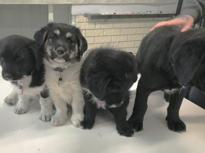 Other Dogs – Joyner