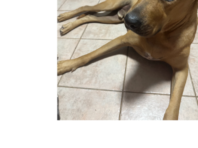 Rhodesian Ridgeback – Shelley