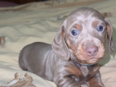 Dachshund – Nicholson