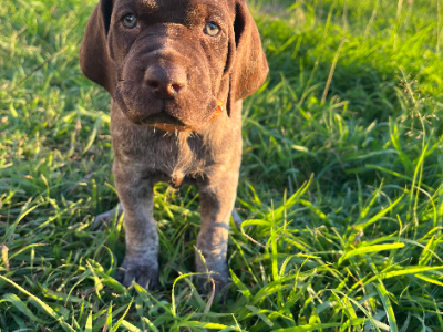 German Shorthaired Pointer – Grafton