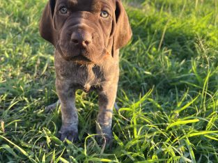 German Shorthaired Pointer – Grafton