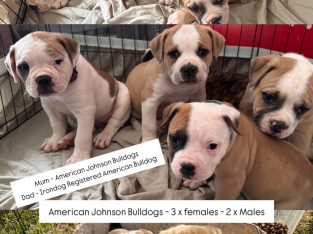 American Bulldog – Roma