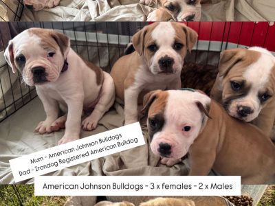 American Bulldog – Roma