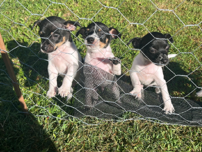 Fox Terrier – Naomi