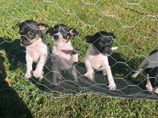 Fox Terrier – Naomi