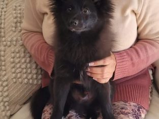 Pomeranian – Long Jetty