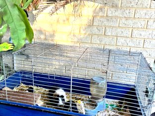 Guinea Pig – Butler