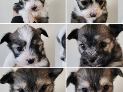 Dogs – Caroline Springs