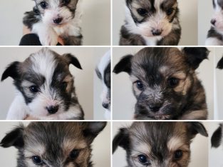 Dogs – Caroline Springs