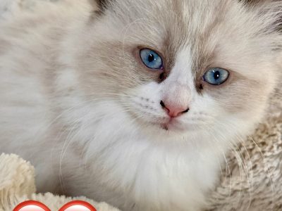 Ragdoll – Clarence Town