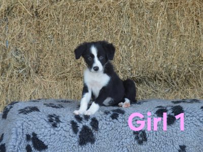 Border Collie – Nabiac
