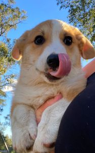 Corgi – Moree