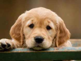 Labrador Retriever – Kurunjang