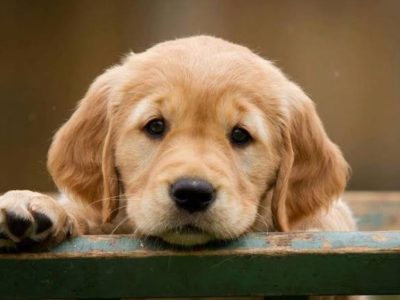 Labrador Retriever – Kurunjang