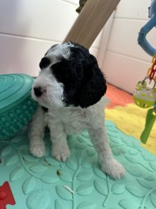Cavoodle – Macedon