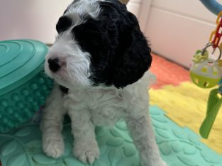 Cavoodle – Macedon