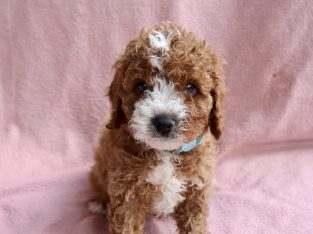 Cavoodle – Geelong