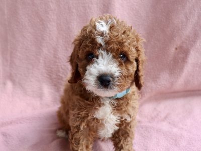 Cavoodle – Geelong