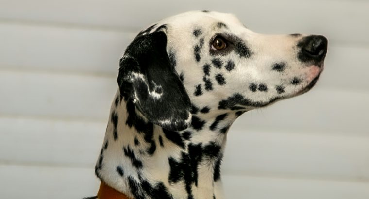 Should You Use a Breakaway Collar on a Dog?