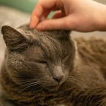 senior cat supplements