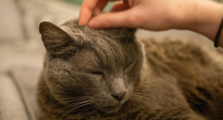 Do Senior Cats Need Supplements?